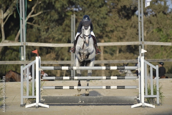 Fototapeta Equestrian Rider and Horse Clearing a Jump in a Showjumping Competition