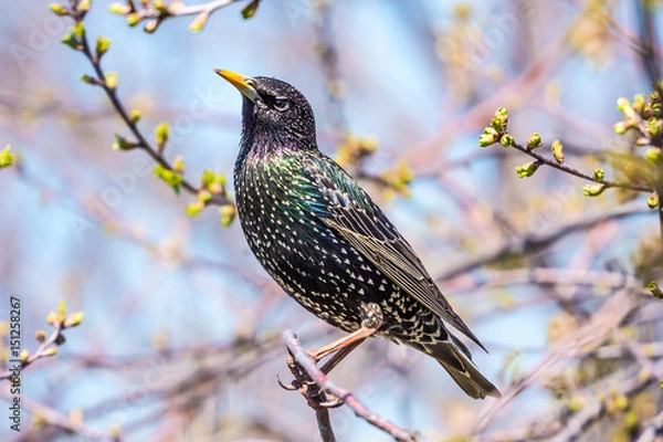 Obraz Starling spring sitting on a branch in the garden