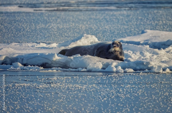Obraz Bearded seal in Spitsbergen on ice