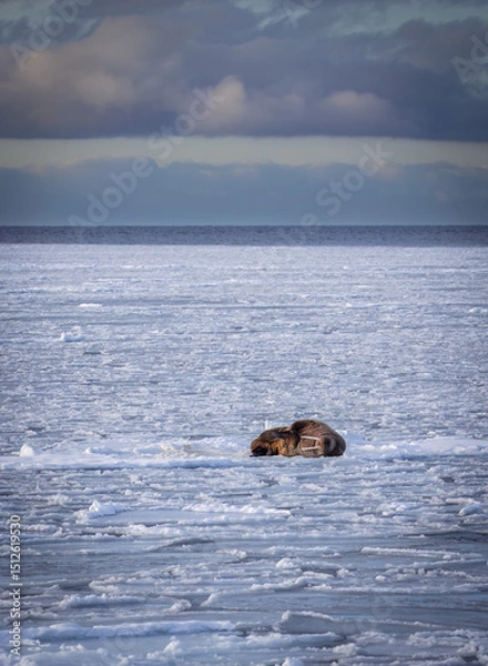 Obraz A walrus on the ice in Spitsbergen