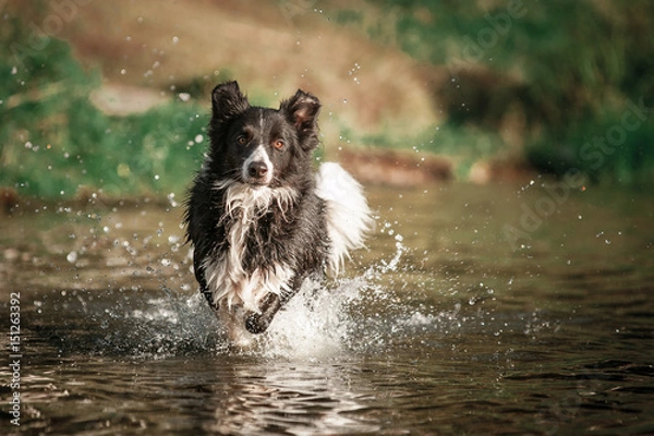 Fototapeta Border collie dog running in the water