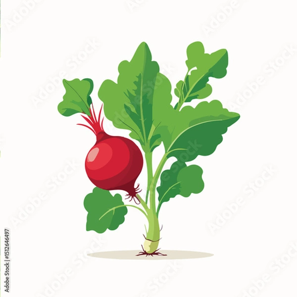 Obraz  Radish Icon