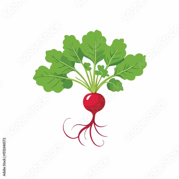 Obraz Flat Red Radish Vector