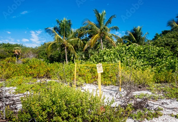 Obraz A sea turtle nesting site on the beach in Sanibel, Florida