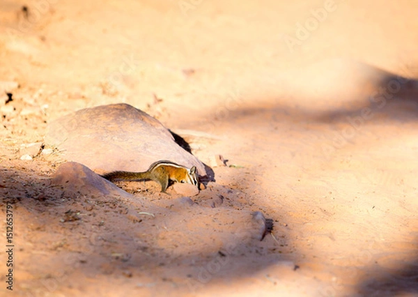 Obraz A Uinta chipmunk foraging in Zion National Park, Utah