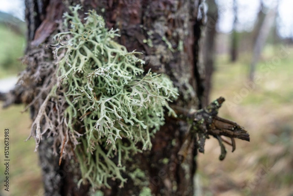 Fototapeta Detailed view of lichen growing on a tree trunk in a natural forest setting, illustrating nature's intricate patterns and textures.