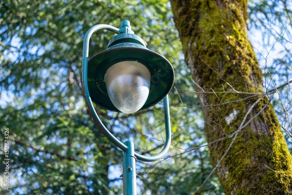 Fototapeta A vintage street lamp stands tall amidst a lush forest. sunlight filters through the trees, highlighting the moss-covered trunk nearby, creating a serene, natural atmosphere.