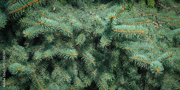 Fototapeta Close-up of spruce branches with greenish-blue needles as a natural background