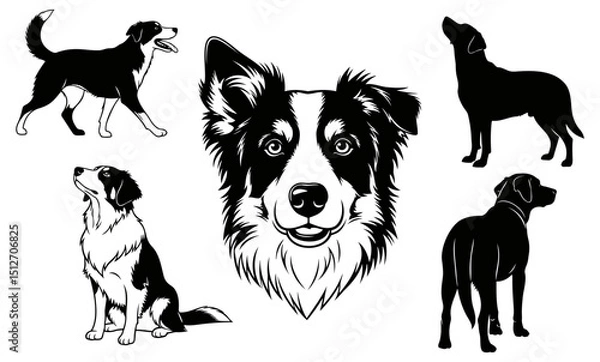 Obraz Set of Border Collie illustrations, including playful silhouettes and a focused face