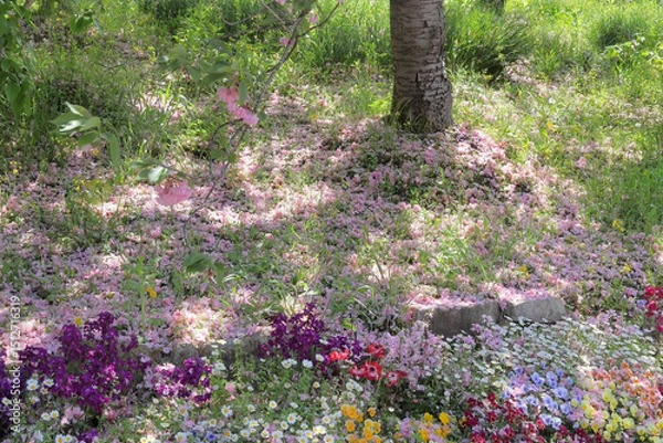 Fototapeta 散り落ちた桜の花びら