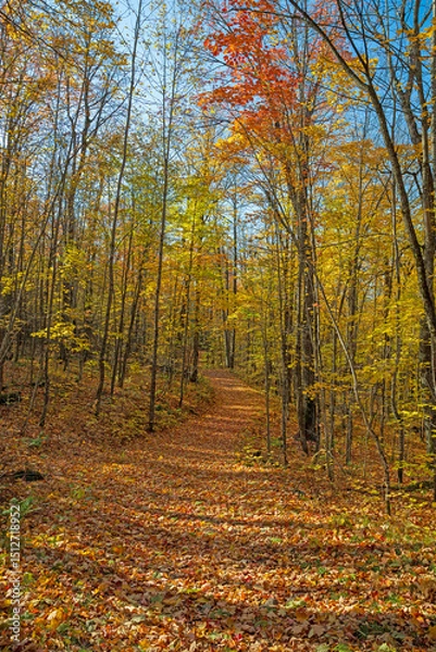 Obraz Leaf Covered Trail on a Quiet Autumn Day