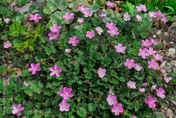Fototapeta  Reiherschnabel (Erodium)
