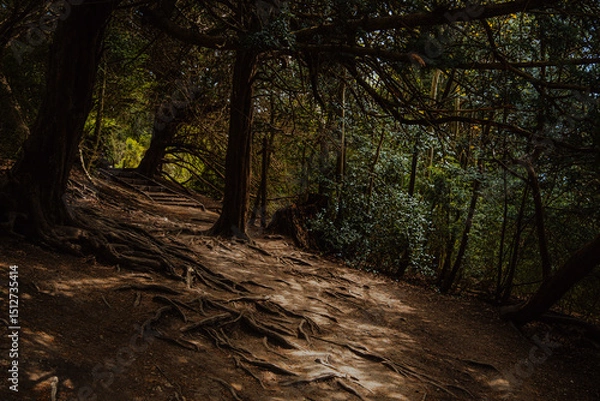 Obraz Dark and moody forest path