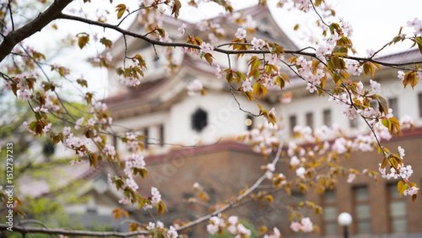 Obraz Cherry blossom branches grow in a circle against the background of a beautiful old Japanese-style building. The building of the Yuzhno-Sakhalinsk Museum of Local Lore.