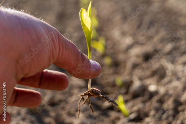 Fototapeta A hand gently holds a young corn seedling, showcasing its roots and tiny leaves, while more seedlings grow in the background under bright sunlight