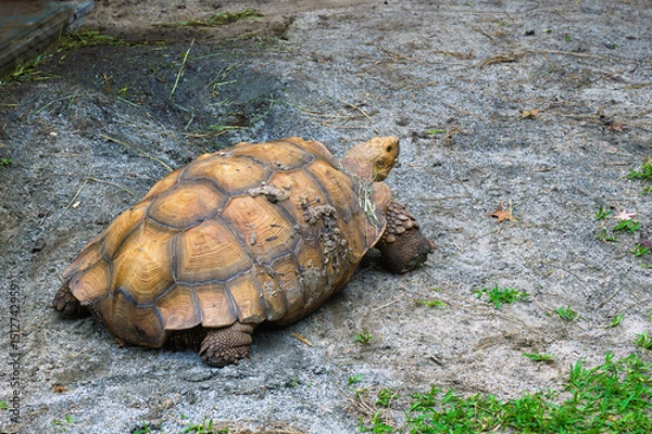 Fototapeta An African spurred tortoise, with prominent scales on its sturdy forelimbs, crawls steadily across the ground in a display of ancient resilience.