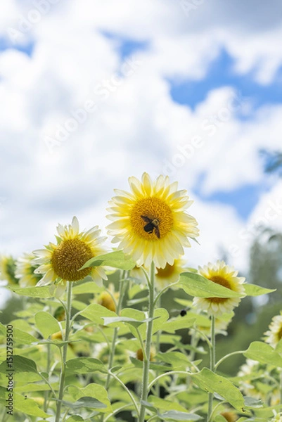 Obraz 馬見丘陵公園に咲くひまわり