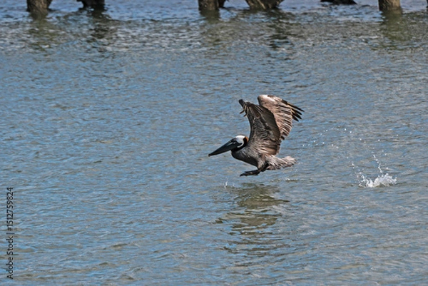 Fototapeta Brown Pelican launches itself into flight from a tidal estuary.
