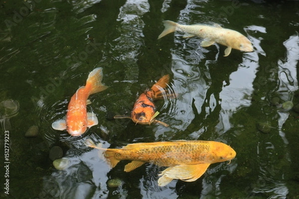 Fototapeta Colorful ornamental red, orange and white Koi, Bekko nishikigoi, with stretched barbels swimming in dark green waters of shallow outdoor pool