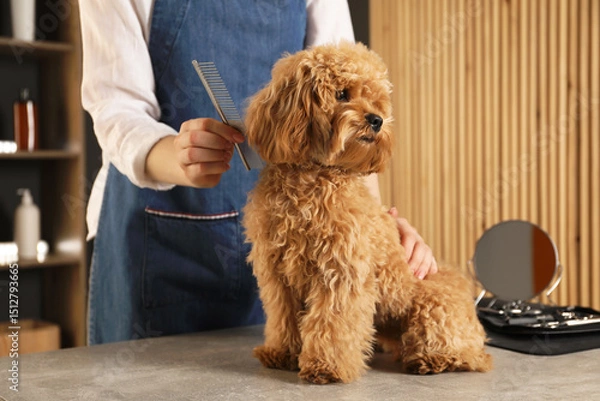 Fototapeta Groomer combing cute dog's hair in salon, closeup