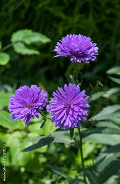 Obraz purple chrysanthemum, daisy