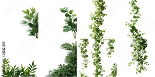 Fototapeta A collection of various green plants and vines isolated on a black background in a studio setting
