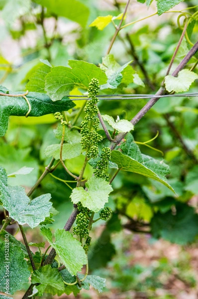 Fototapeta Bourgeons de vigne
