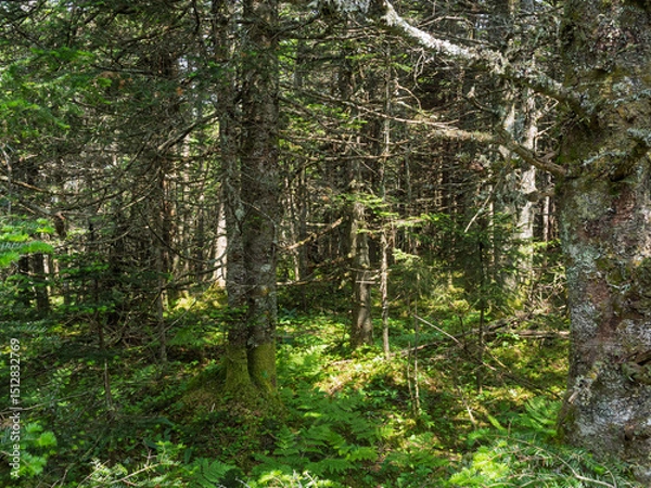 Obraz Deep, untouched wilderness forest in the Adirondack Mountains, Lake Placid, Upstate New York.