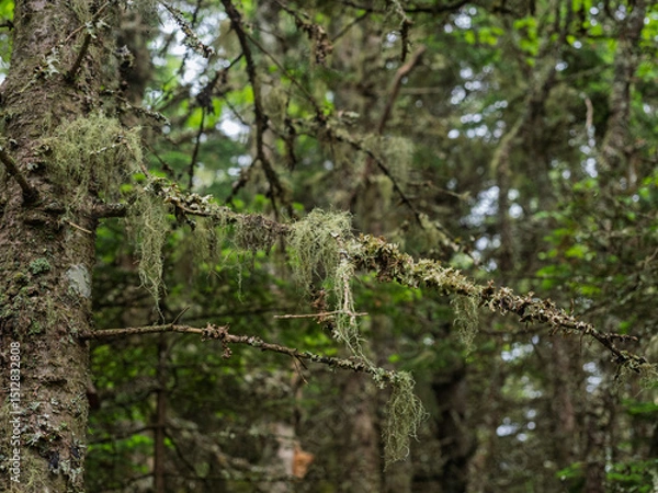 Obraz Moss growing on pine trees in the deep forest in Adirondack Mountains, outside Lake Placid, New York State.