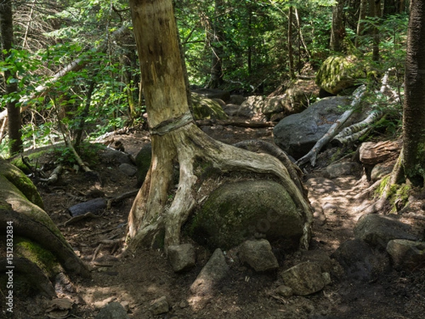 Obraz Tree root gripping a rock like a hand on the rocky path to Cascade Mountain, Lake Placid, New York State.