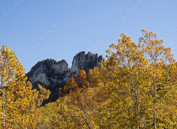 Obraz The jagged mountain top of Seneca Rocks, West Virginia, framed by trees in vibrant fall colors and a clear blue sky