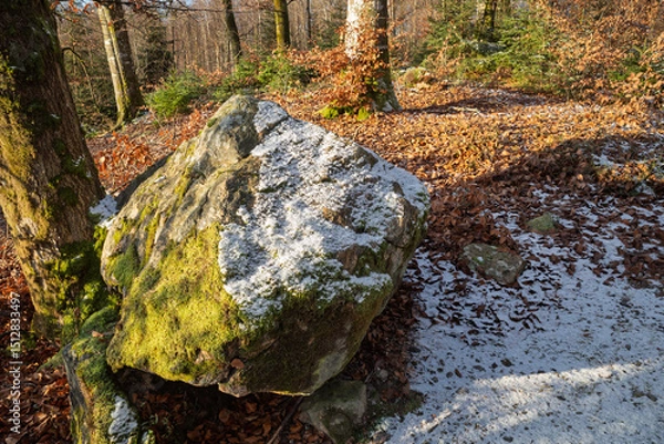 Obraz Mossy boulder with snow patches in a forest under sunlight