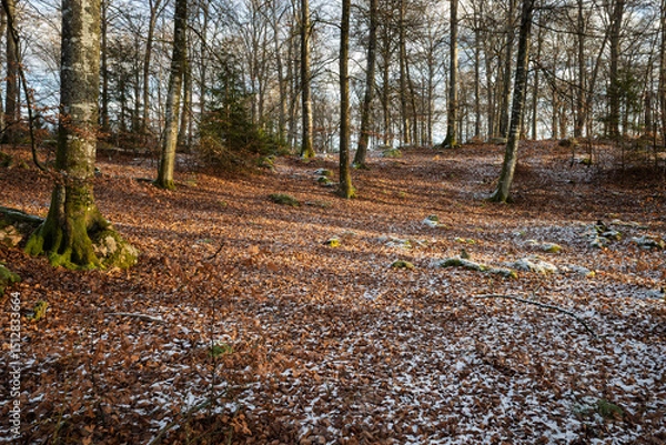 Obraz Snowy forest floor with autumn leaves and mossy trees in sunlight