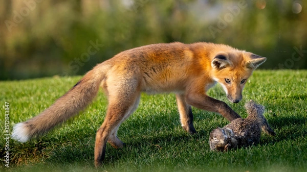 Fototapeta A Red Fox Pup with its squirrel prey