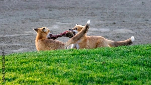 Fototapeta A pair of red foxes fighting over a dead squirrel