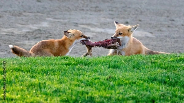 Obraz A pair of red foxes fighting over a dead squirrel