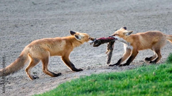Fototapeta A pair of red foxes fighting over a dead squirrel