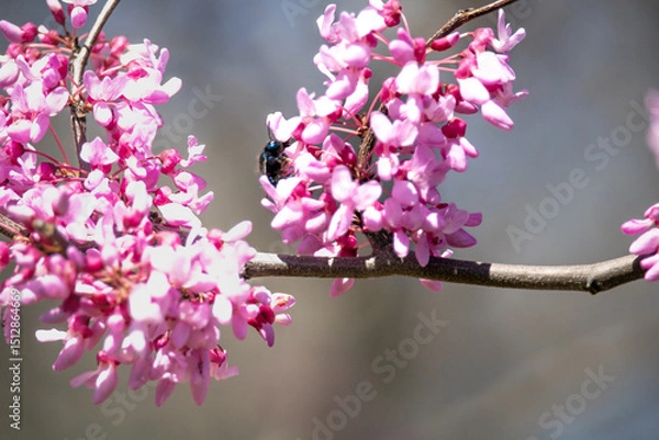 Fototapeta pink cherry blossoms
