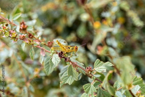 Fototapeta Bright green grasshoppers are found in the grasslands of central Mexico. Here the grasshopper is pictured in a background of wild flowers.