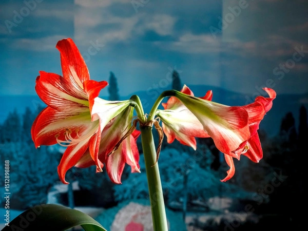 Fototapeta A beautiful amaryllis flower bloomed in a pot on the windowsill