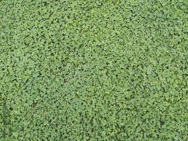 Obraz シロツメクサ