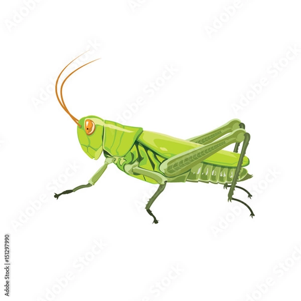 Fototapeta Grasshopper color green 