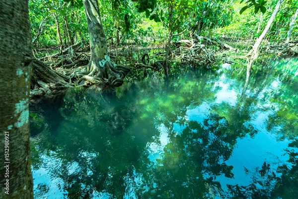 Obraz Klong Song Nam means fresh water flowing from the mountains mixed with sea water in the area of the forest .along the sea that is complete. .The color of the water is very beautiful emerald green.