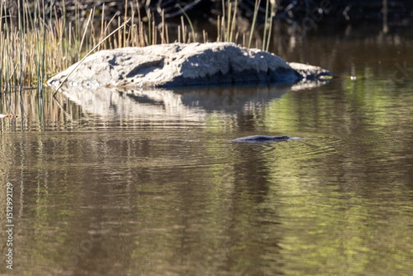 Fototapeta Silhouette of platypus (Ornithorhynchus anatinus) swimming in a calm river at an Australian wetland.