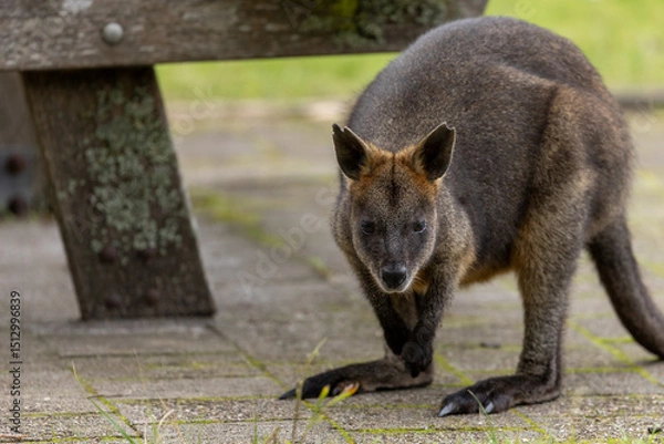 Fototapeta A Swamp wallaby (Wallabia bicolor) near a wooden picnic table in country Victoria looking for food.