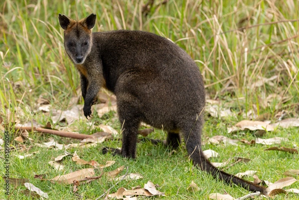 Fototapeta A Swamp wallaby (Wallabia bicolor) in country Victoria, Australia.