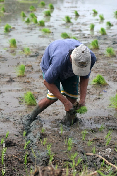 Obraz rolnik ryżu