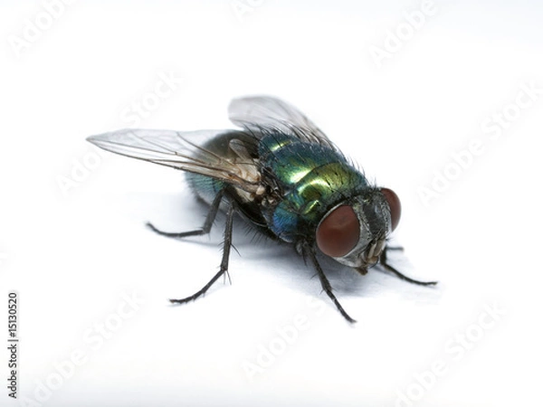 Fototapeta Mistfliege