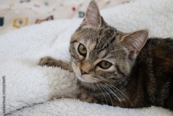 Fototapeta カメラ目線の猫