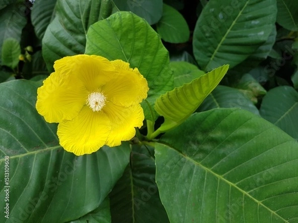 Obraz Close up of blooming Yellow simpoh flower.